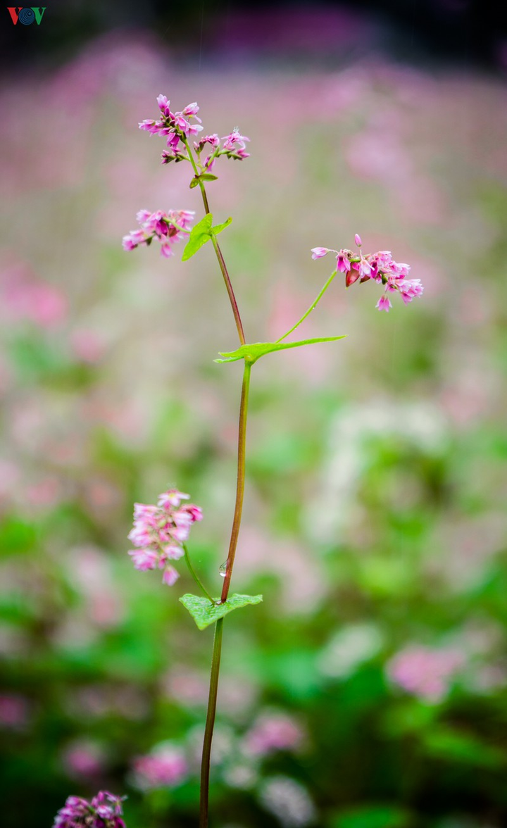 Ảnh: Những mùa hoa đẹp đến nhói tim trên cao nguyên đá Hà Giang - 14