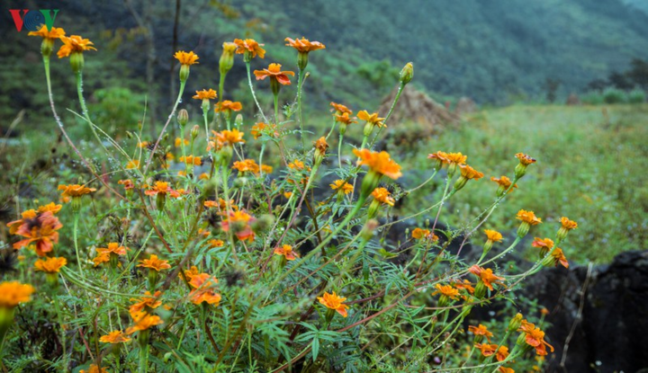 Ảnh: Những mùa hoa đẹp đến nhói tim trên cao nguyên đá Hà Giang - 15