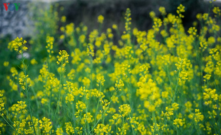 Ảnh: Những mùa hoa đẹp đến nhói tim trên cao nguyên đá Hà Giang - 9