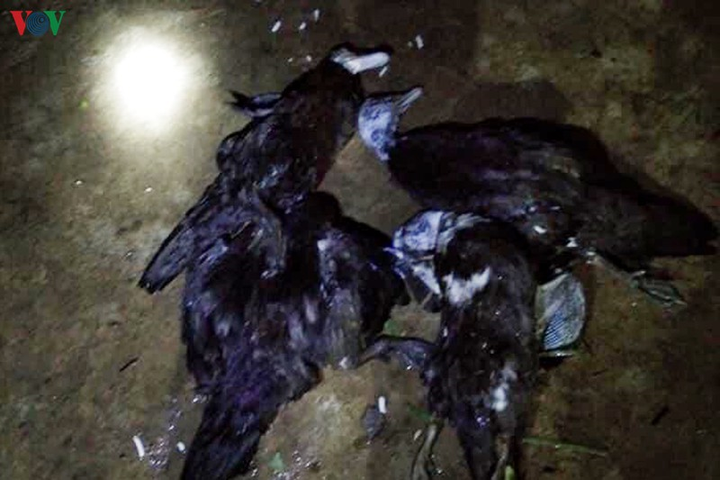 Mưa đá khổng lồ dội xuống xã biên giới Lai Châu, hàng trăm ngôi nhà tan hoang - 10