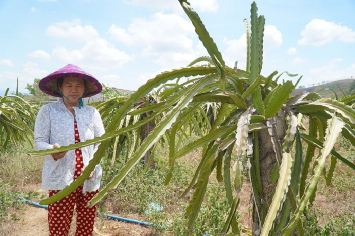 Thanh long ở Bình Thuận chết héo vì khô hạn - 1