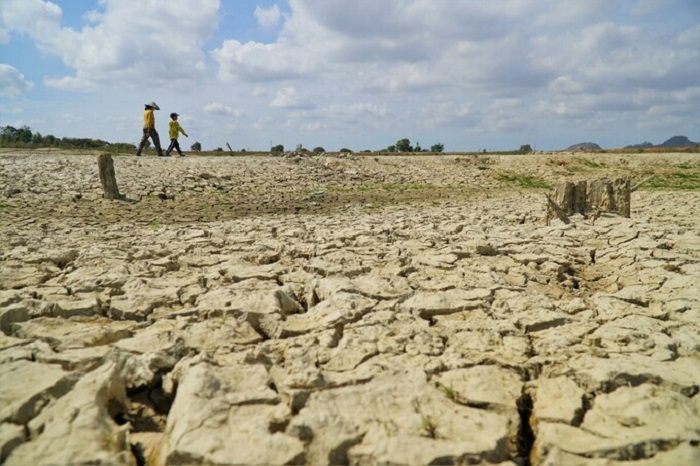 Thanh long ở Bình Thuận chết héo vì khô hạn - 3
