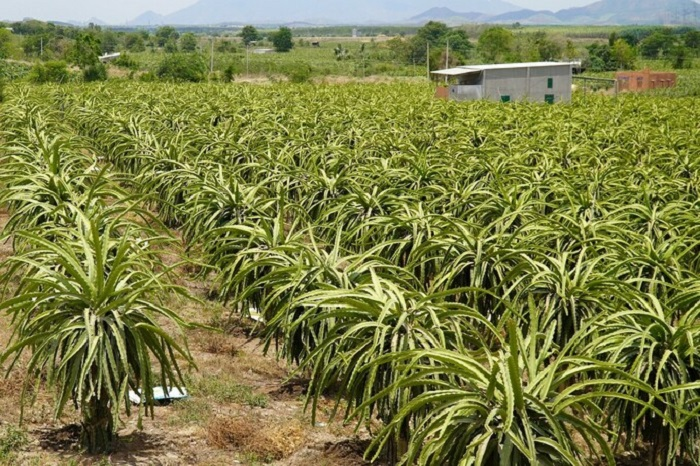 Thanh long ở Bình Thuận chết héo vì khô hạn - 2