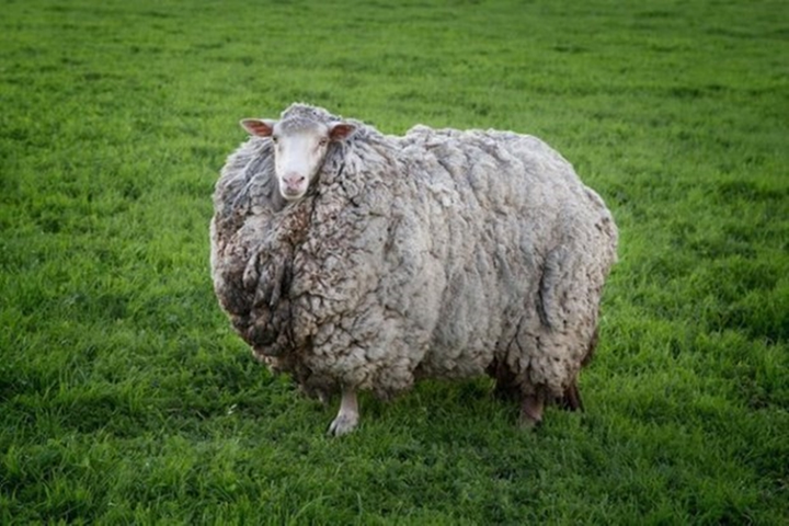 Chú cừu mang bộ lông khổng lồ sau 7 năm 'giãn cách xã hội' - 1