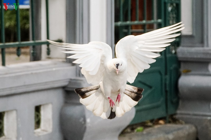 Ảnh: Đàn chim bồ câu ríu rít chơi đùa bên hồ Hoàn Kiếm - 10