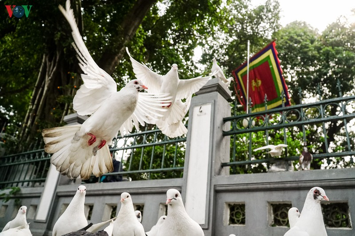 Ảnh: Đàn chim bồ câu ríu rít chơi đùa bên hồ Hoàn Kiếm - 11