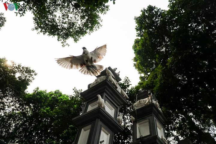 Ảnh: Đàn chim bồ câu ríu rít chơi đùa bên hồ Hoàn Kiếm - 12