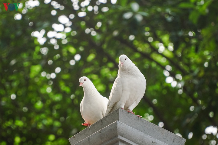 Ảnh: Đàn chim bồ câu ríu rít chơi đùa bên hồ Hoàn Kiếm - 13