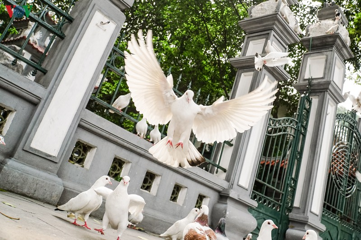 Ảnh: Đàn chim bồ câu ríu rít chơi đùa bên hồ Hoàn Kiếm - 2