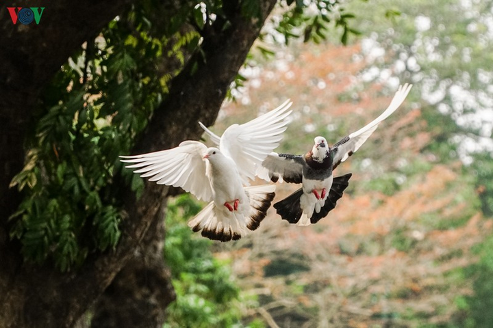 Ảnh: Đàn chim bồ câu ríu rít chơi đùa bên hồ Hoàn Kiếm - 3