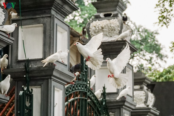 Ảnh: Đàn chim bồ câu ríu rít chơi đùa bên hồ Hoàn Kiếm - 4