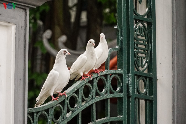 Ảnh: Đàn chim bồ câu ríu rít chơi đùa bên hồ Hoàn Kiếm - 5