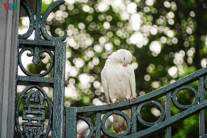 Ảnh: Đàn chim bồ câu ríu rít chơi đùa bên hồ Hoàn Kiếm - 6