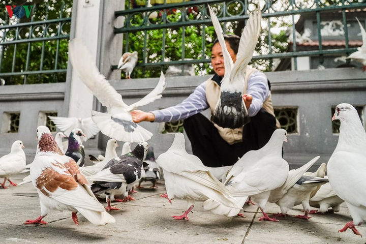 Ảnh: Đàn chim bồ câu ríu rít chơi đùa bên hồ Hoàn Kiếm - 7