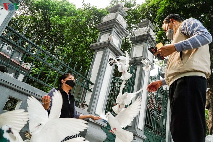 Ảnh: Đàn chim bồ câu ríu rít chơi đùa bên hồ Hoàn Kiếm - 8