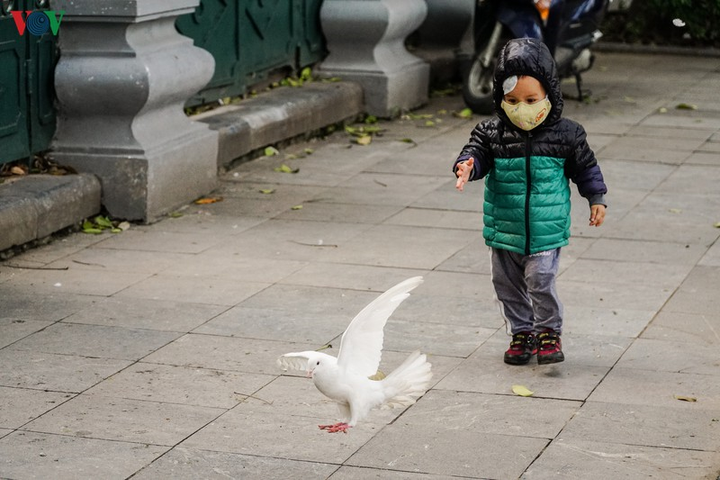 Ảnh: Đàn chim bồ câu ríu rít chơi đùa bên hồ Hoàn Kiếm - 9