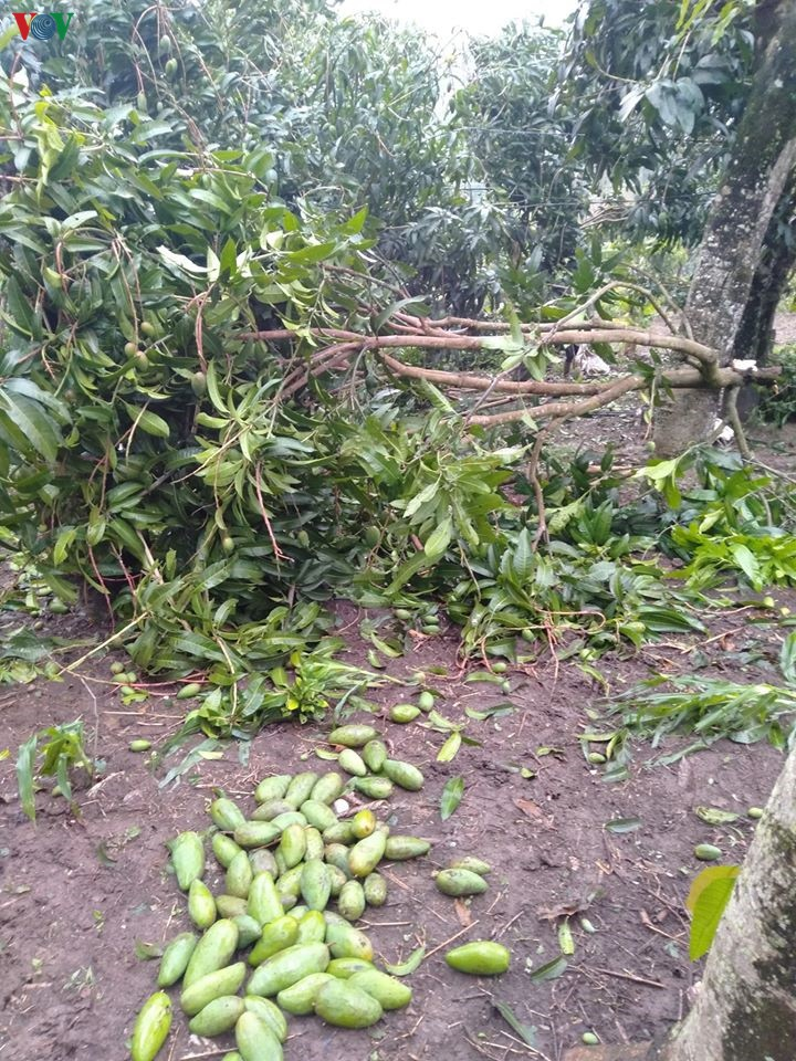 Mưa đá, gió lốc liên tiếp ở Sơn La: Người trồng hoa quả trắng tay - 1