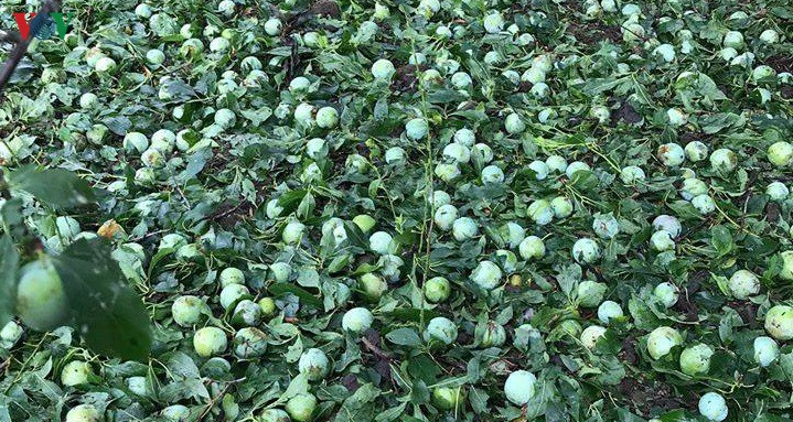 Mưa đá, gió lốc liên tiếp ở Sơn La: Người trồng hoa quả trắng tay - 2