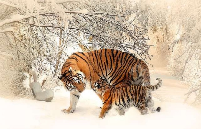Tử vi 12 con giáp ngày 8/7: Tuổi Ngọ đề phòng tiểu nhân ngáng đường - 1