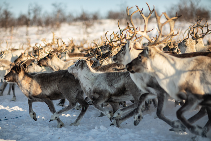 Kẹt ở Bắc Cực do COVID-19, phượt thủ Việt hằng ngày chăn tuần lộc - 7