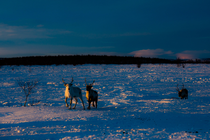 Kẹt ở Bắc Cực do COVID-19, phượt thủ Việt hằng ngày chăn tuần lộc - 6