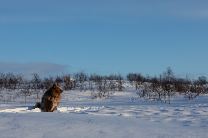 Kẹt ở Bắc Cực do COVID-19, phượt thủ Việt hằng ngày chăn tuần lộc - 8