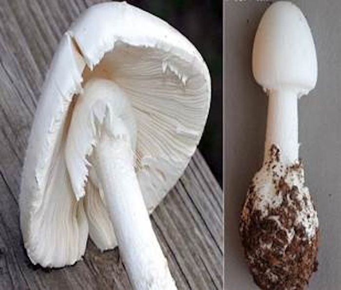 4 loại nấm độc gây chết người ở Việt Nam - 1