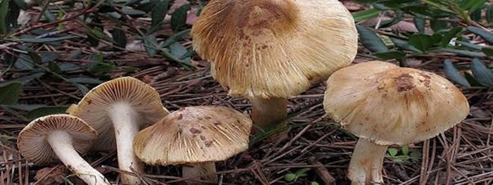 4 loại nấm độc gây chết người ở Việt Nam - 2