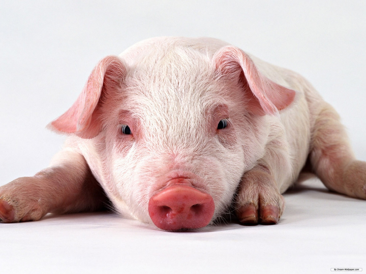 Tử vi hằng ngày cho 12 con giáp: Ngày 2/5 tuổi Hợi bị từ chối lời tỏ tình - 2