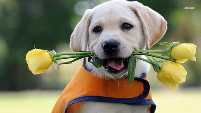 Tử vi 12 con giáp ngày 4/5: Tuổi Sửu được dịp phát tài phát lộc - 2