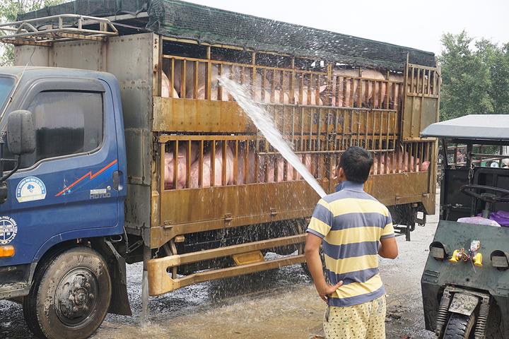 Thủ phủ chăn nuôi lớn nhất nước đẩy mạnh tái đàn, giá thịt lợn có giảm? - 1
