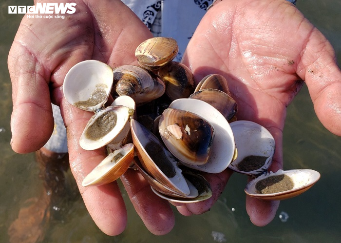 Ảnh: Hàng chục tấn nghêu chết la liệt trên sông Trường Giang - 4