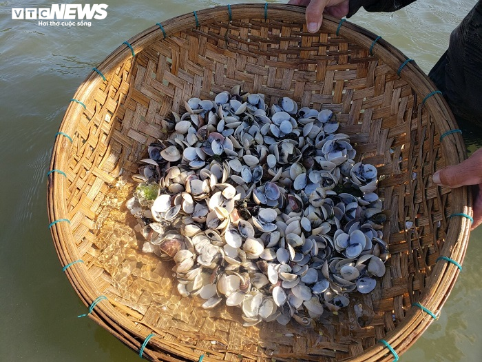 Ảnh: Hàng chục tấn nghêu chết la liệt trên sông Trường Giang - 6