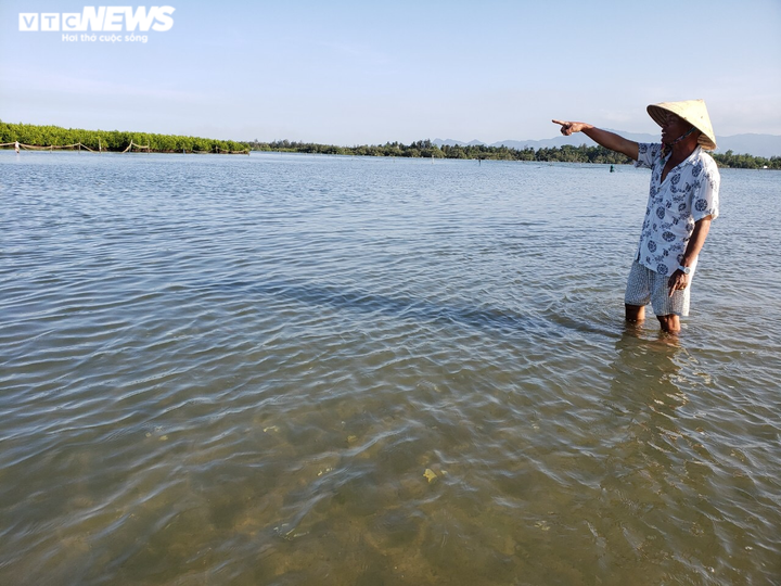 Ảnh: Hàng chục tấn nghêu chết la liệt trên sông Trường Giang - 8