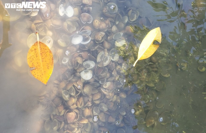 Ảnh: Hàng chục tấn nghêu chết la liệt trên sông Trường Giang - 10