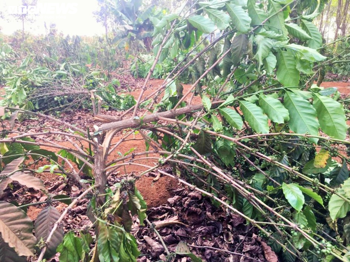 Hàng ngàn cây cà phê sắp thu hoạch ở Gia Lai bị chặt hạ trong đêm - 2