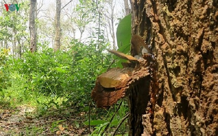 Bình Thuận: 'Bơm' thuốc độc vào Rừng Tà Cú để chiếm đất trồng thanh long - 1