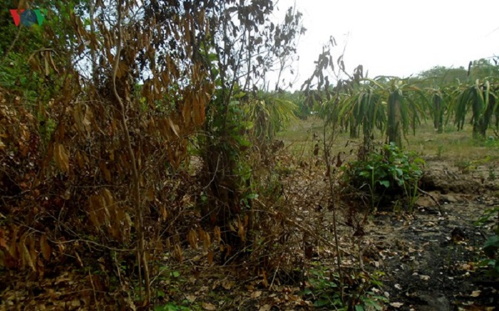 Bình Thuận: 'Bơm' thuốc độc vào Rừng Tà Cú để chiếm đất trồng thanh long - 2