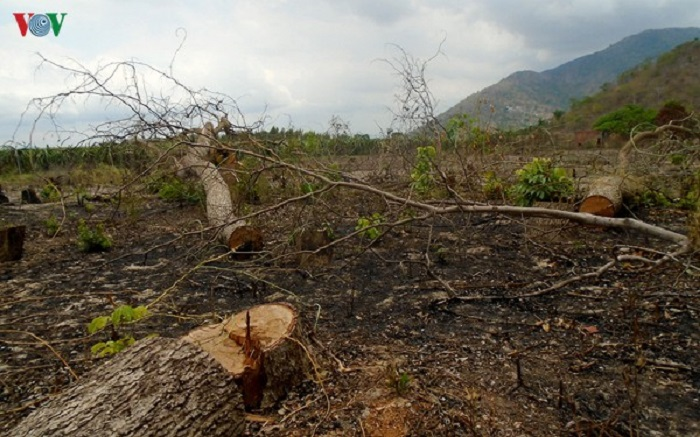 Bình Thuận: 'Bơm' thuốc độc vào Rừng Tà Cú để chiếm đất trồng thanh long - 3