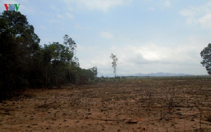 Bình Thuận: 'Bơm' thuốc độc vào Rừng Tà Cú để chiếm đất trồng thanh long - 4
