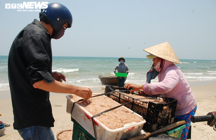 Bất ngờ trúng đậm ruốc đỏ cuối mùa, ngư dân Quảng Nam bỏ túi bạc triệu mỗi ngày - 5