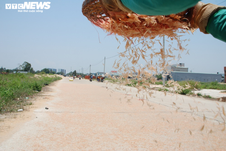 Bất ngờ trúng đậm ruốc đỏ cuối mùa, ngư dân Quảng Nam bỏ túi bạc triệu mỗi ngày - 8