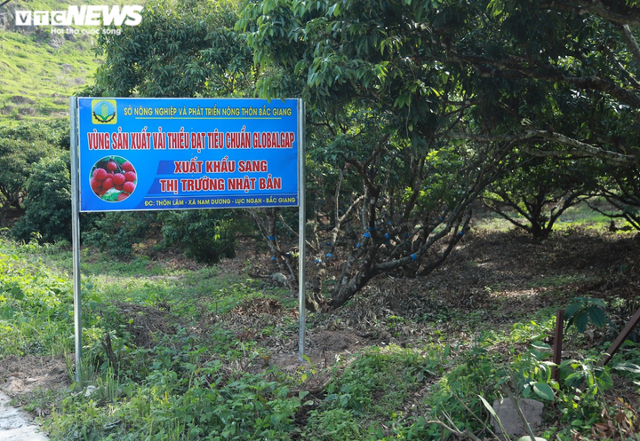 6 siêu thị, tập đoàn lớn nhận tiêu thụ vải thiều Bắc Giang - 1