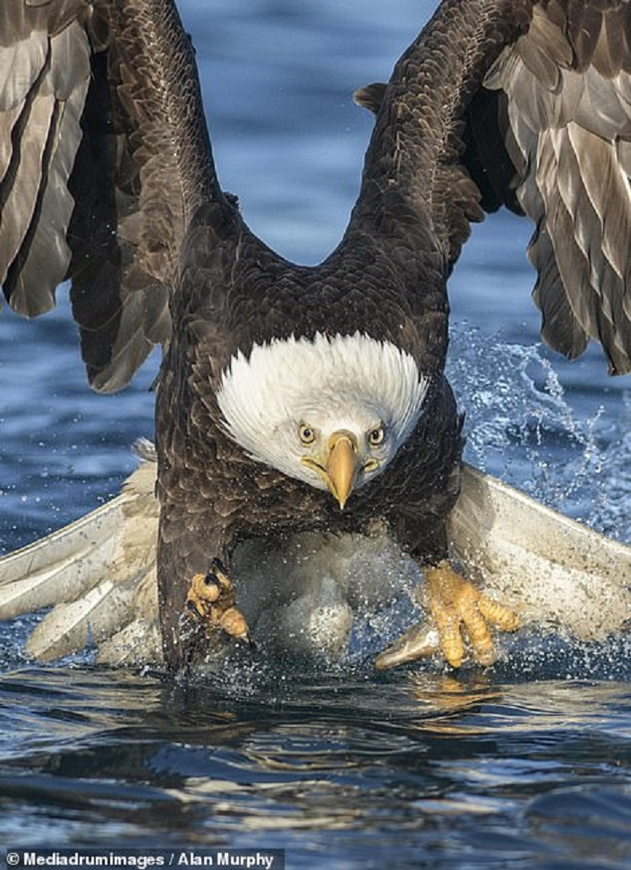 Đại bàng phi thân xuống nước với tốc độ 'tên lửa', săn mồi ngoạn mục - 5