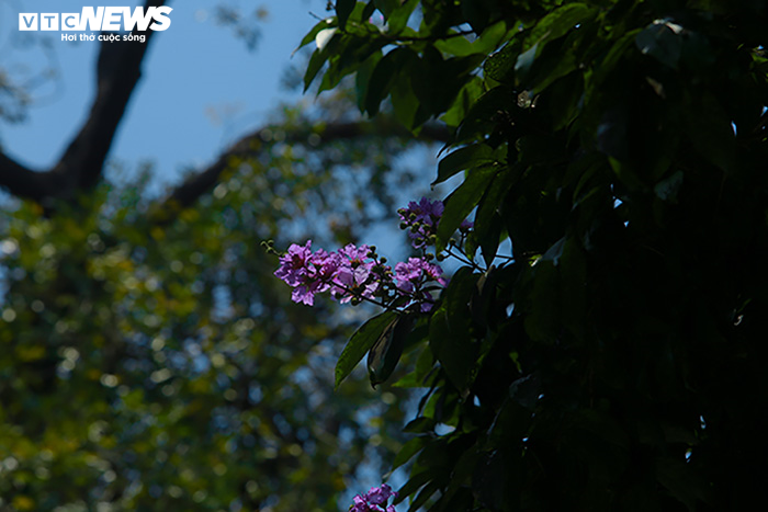 Ảnh: Bằng lăng phủ sắc tím lãng mạn lên phố phường Hà Nội - 10
