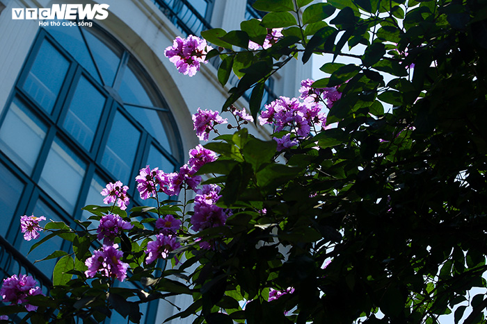 Ảnh: Bằng lăng phủ sắc tím lãng mạn lên phố phường Hà Nội - 4