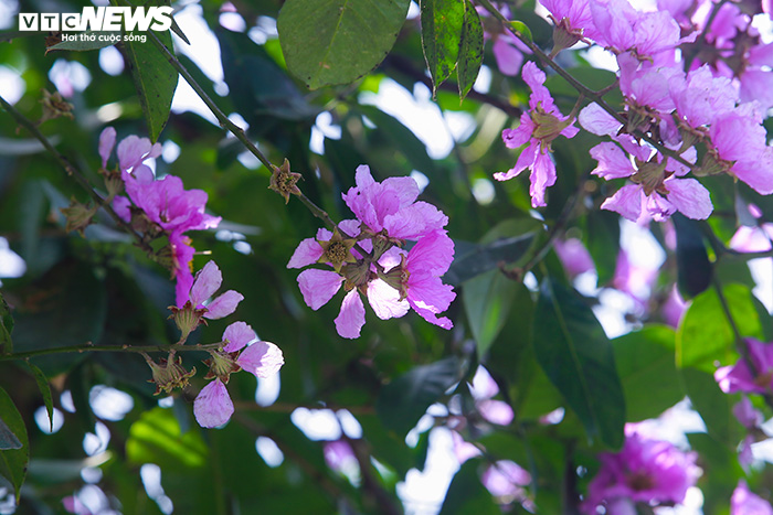 Ảnh: Bằng lăng phủ sắc tím lãng mạn lên phố phường Hà Nội - 19