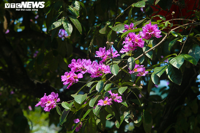 Ảnh: Bằng lăng phủ sắc tím lãng mạn lên phố phường Hà Nội - 14