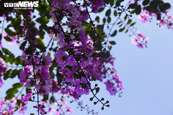 Ảnh: Bằng lăng phủ sắc tím lãng mạn lên phố phường Hà Nội - 18