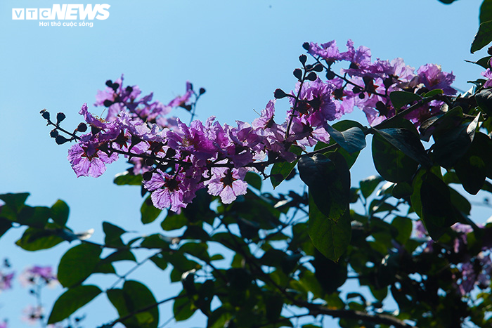 Ảnh: Bằng lăng phủ sắc tím lãng mạn lên phố phường Hà Nội - 13